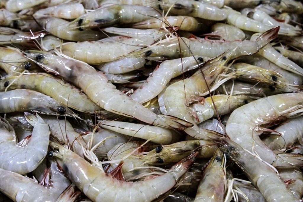 бендер-аббас3